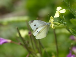 FZ006963 Small white butterfly (Pieris rapae) on flower.jpg